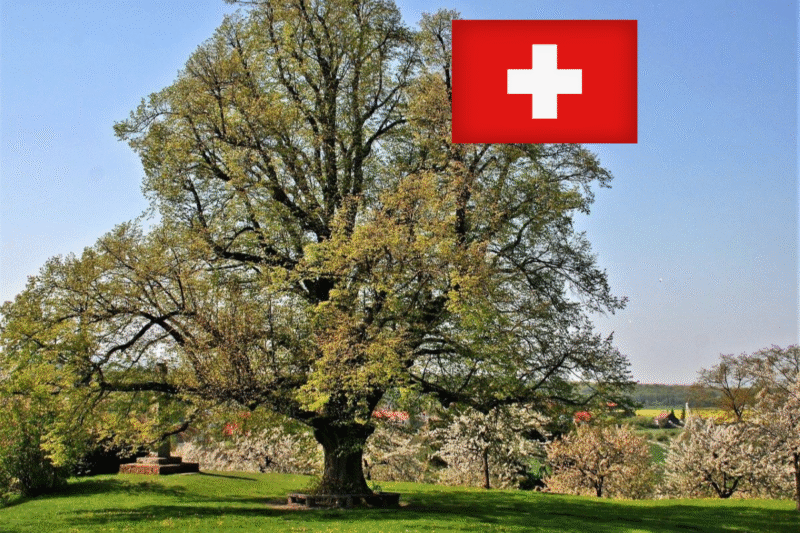 Auf dem Bild ist eine grosse, starke Linde. Im Hintergrund ist blauer Himmel.