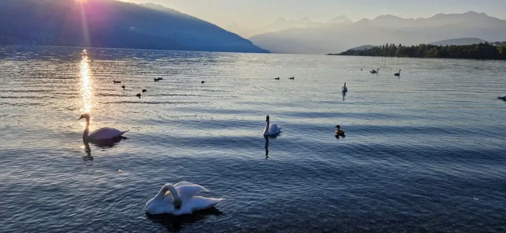 Viele Schwäne im Bonstettenpark in Thun. Der Thunersee bei Sonnenaufgang.