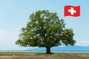 Ein Ahornbaum steht alleine in der Landschaft. Im Hintergrund ist Wasser. Der Himmel ist blau.